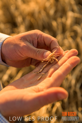 December 2019 / BARLEY_HARVEST_GERANIUM_191210_130