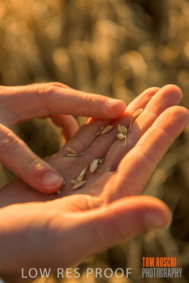December 2019 / BARLEY_HARVEST_GERANIUM_191210_133