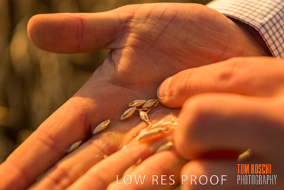 December 2019 / BARLEY_HARVEST_GERANIUM_191210_137