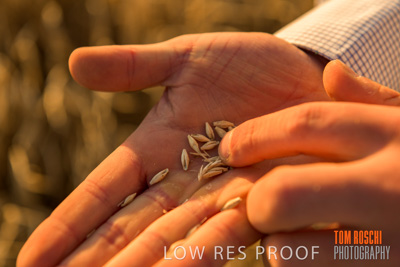 December 2019 / BARLEY_HARVEST_GERANIUM_191210_140