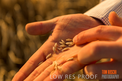 December 2019 / BARLEY_HARVEST_GERANIUM_191210_141