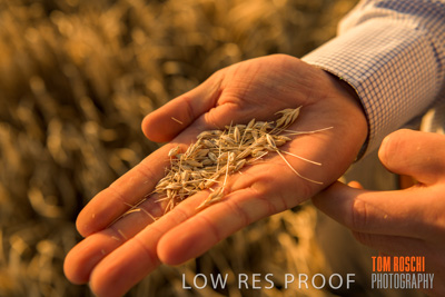 December 2019 / BARLEY_HARVEST_GERANIUM_191210_145