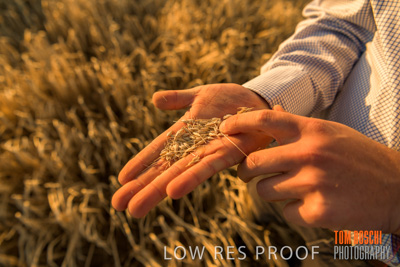 December 2019 / BARLEY_HARVEST_GERANIUM_191210_148
