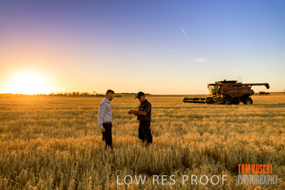 December 2019 / BARLEY_HARVEST_GERANIUM_191210_182
