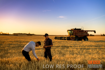 December 2019 / BARLEY_HARVEST_GERANIUM_191210_184