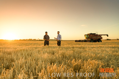 December 2019 / BARLEY_HARVEST_GERANIUM_191210_196