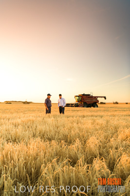 December 2019 / BARLEY_HARVEST_GERANIUM_191210_215