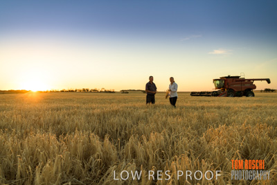 December 2019 / BARLEY_HARVEST_GERANIUM_191210_242
