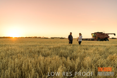 December 2019 / BARLEY_HARVEST_GERANIUM_191210_259