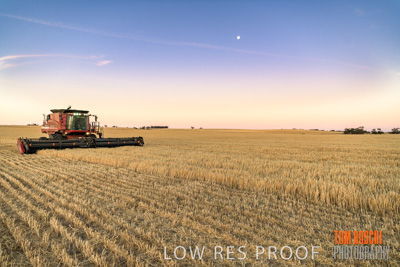 December 2019 / BARLEY_HARVEST_GERANIUM_191210_262
