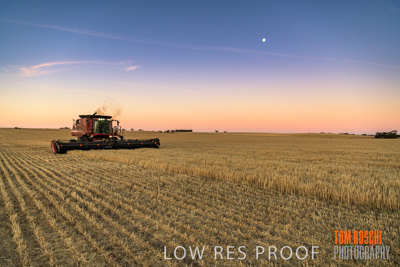 December 2019 / BARLEY_HARVEST_GERANIUM_191210_263