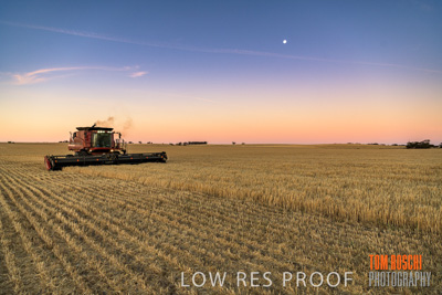 December 2019 / BARLEY_HARVEST_GERANIUM_191210_264