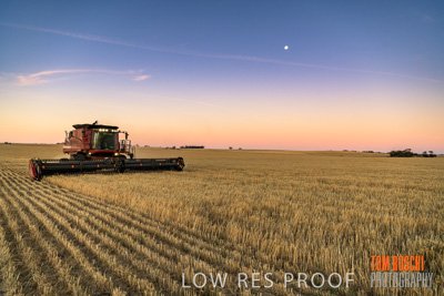 December 2019 / BARLEY_HARVEST_GERANIUM_191210_267