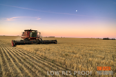 December 2019 / BARLEY_HARVEST_GERANIUM_191210_268