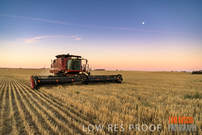 December 2019 / BARLEY_HARVEST_GERANIUM_191210_269