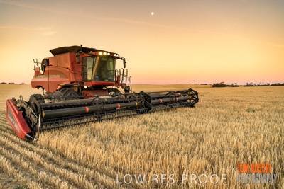 December 2019 / BARLEY_HARVEST_GERANIUM_191210_271