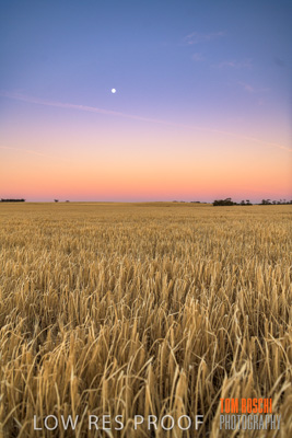 December 2019 / BARLEY_HARVEST_GERANIUM_191210_278