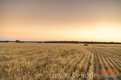 December 2019 / BARLEY_HARVEST_GERANIUM_191210_280