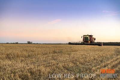 December 2019 / BARLEY_HARVEST_GERANIUM_191210_285