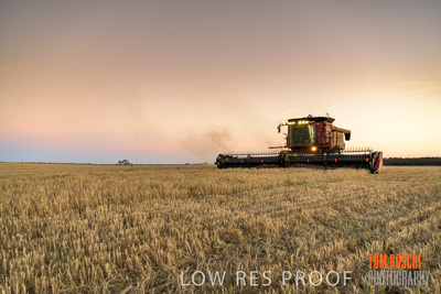 December 2019 / BARLEY_HARVEST_GERANIUM_191210_288
