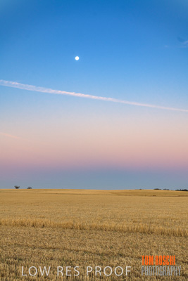 December 2019 / BARLEY_HARVEST_GERANIUM_191210_294