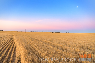 December 2019 / BARLEY_HARVEST_GERANIUM_191210_295