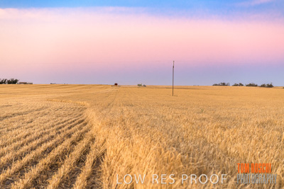 December 2019 / BARLEY_HARVEST_GERANIUM_191210_296