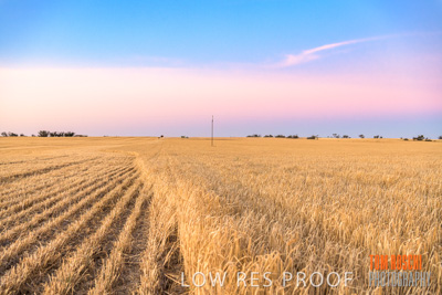 December 2019 / BARLEY_HARVEST_GERANIUM_191210_297