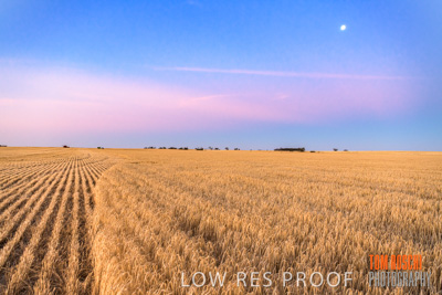 December 2019 / BARLEY_HARVEST_GERANIUM_191210_299