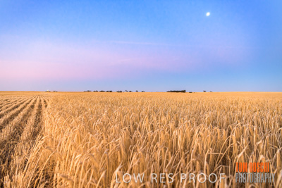 December 2019 / BARLEY_HARVEST_GERANIUM_191210_301