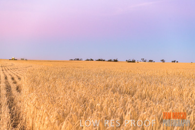 December 2019 / BARLEY_HARVEST_GERANIUM_191210_302