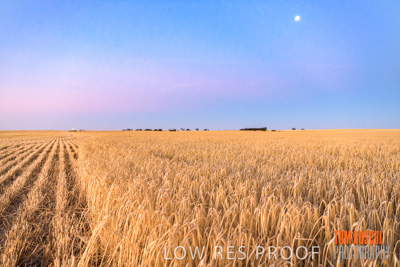 December 2019 / BARLEY_HARVEST_GERANIUM_191210_303