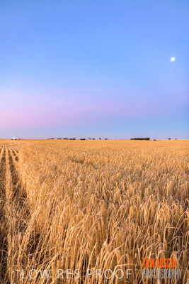 December 2019 / BARLEY_HARVEST_GERANIUM_191210_306