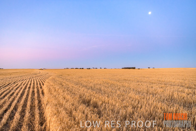 December 2019 / BARLEY_HARVEST_GERANIUM_191210_307