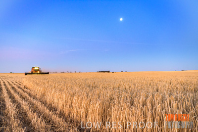 December 2019 / BARLEY_HARVEST_GERANIUM_191210_313