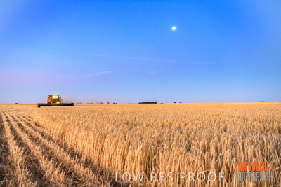December 2019 / BARLEY_HARVEST_GERANIUM_191210_314