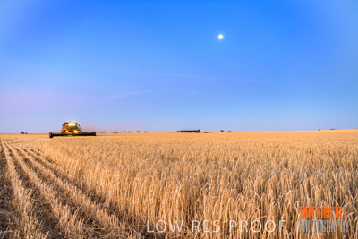 December 2019 / BARLEY_HARVEST_GERANIUM_191210_315