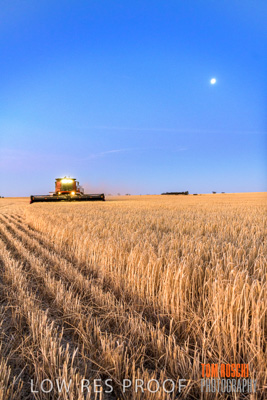December 2019 / BARLEY_HARVEST_GERANIUM_191210_321