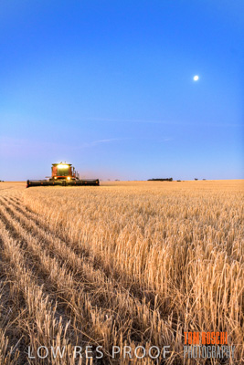 December 2019 / BARLEY_HARVEST_GERANIUM_191210_322