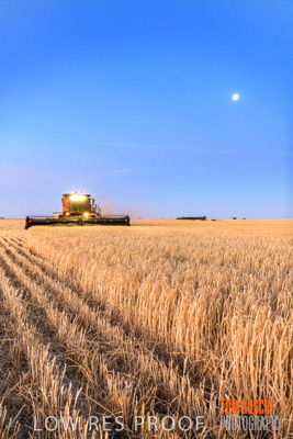December 2019 / BARLEY_HARVEST_GERANIUM_191210_326