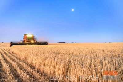 December 2019 / BARLEY_HARVEST_GERANIUM_191210_328