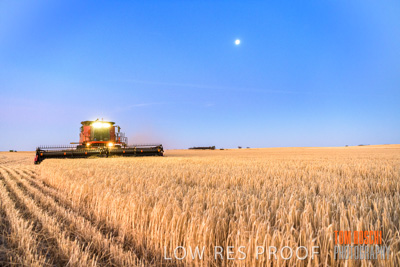 December 2019 / BARLEY_HARVEST_GERANIUM_191210_329