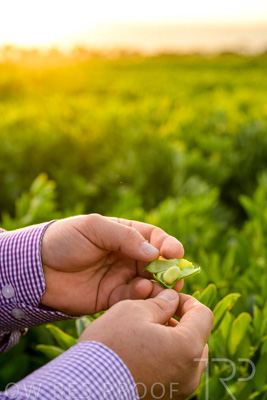 October 2022 / KANGAROO-FLAT-0104