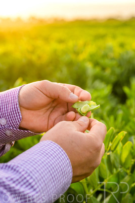 October 2022 / KANGAROO-FLAT-0108