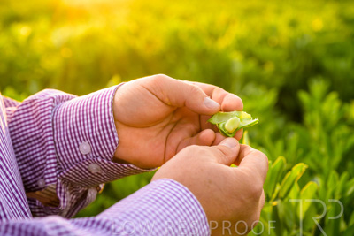 October 2022 / KANGAROO-FLAT-0109