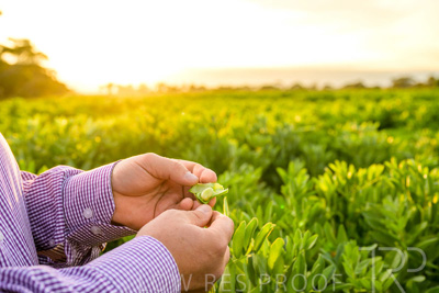 October 2022 / KANGAROO-FLAT-0113