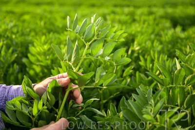 October 2022 / KANGAROO-FLAT-0315