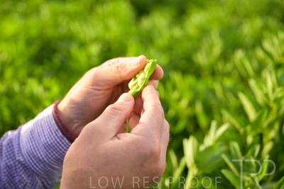 October 2022 / KANGAROO-FLAT-0327