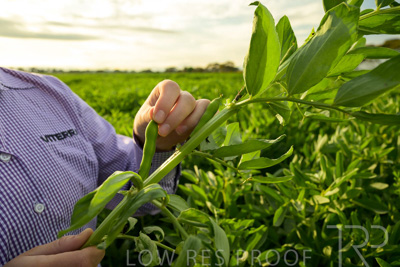 October 2022 / KANGAROO-FLAT-0340