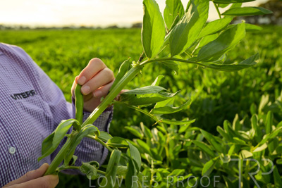 October 2022 / KANGAROO-FLAT-0350